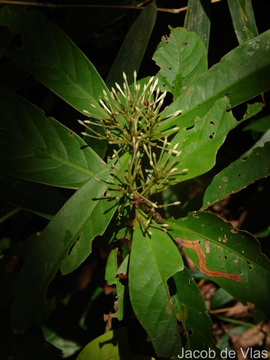Ixora jucunda Thwaites